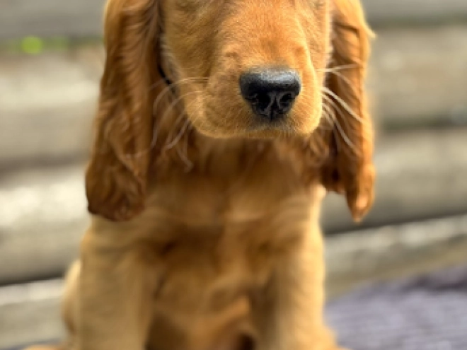 English Cocker Spaniel puppy for sale