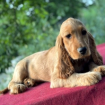 Margarita, golden English Cocker Spaniel for sale