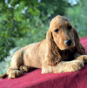 Englischer Cocker Spaniel Welpe kaufen