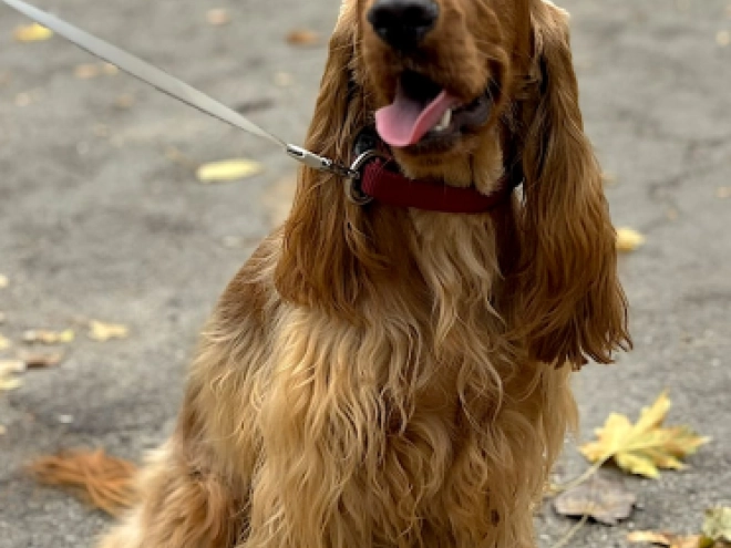 English Cocker Spaniel puppy for sale