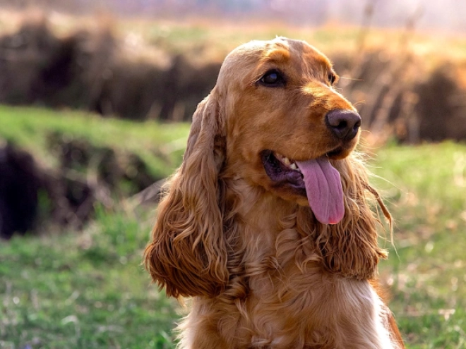 English Cocker Spaniel puppy for sale