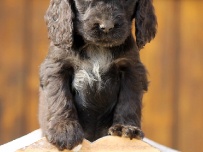 Perros Cocker Spaniel Inglés en venta