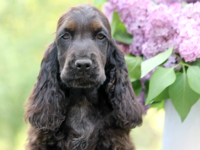 Perros Cocker Spaniel Inglés en venta
