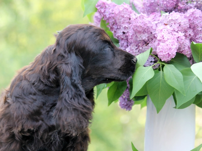 Perros Cocker Spaniel Inglés en venta