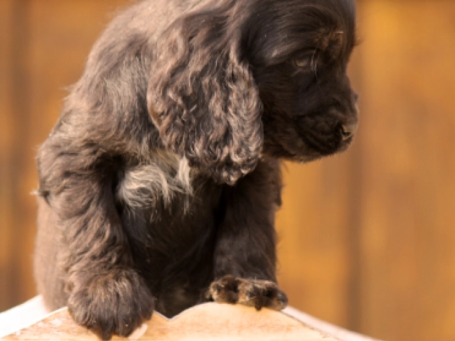 Perros Cocker Spaniel Inglés en venta