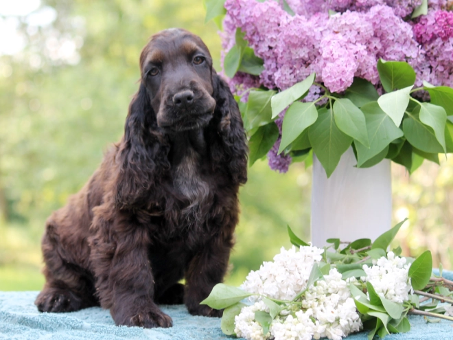 Perros Cocker Spaniel Inglés en venta
