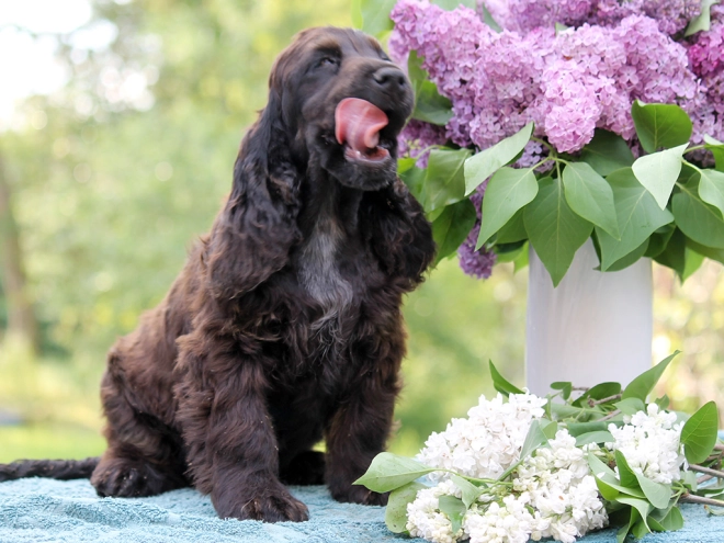 Perros Cocker Spaniel Inglés en venta