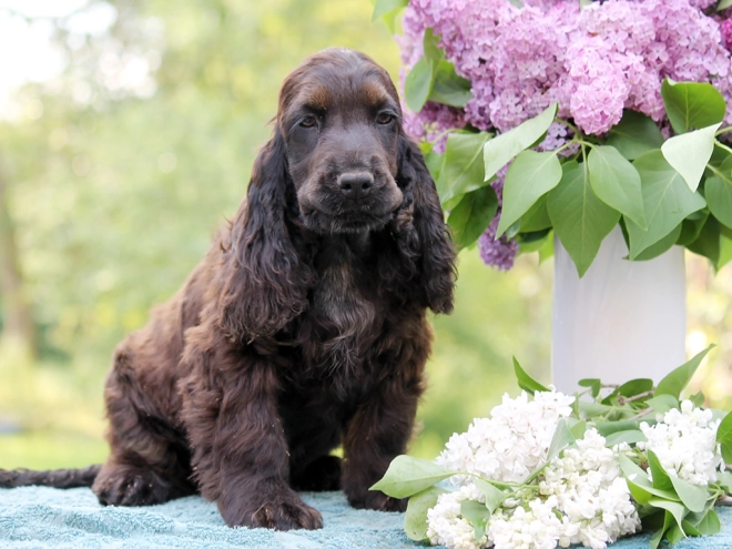Perros Cocker Spaniel Inglés en venta