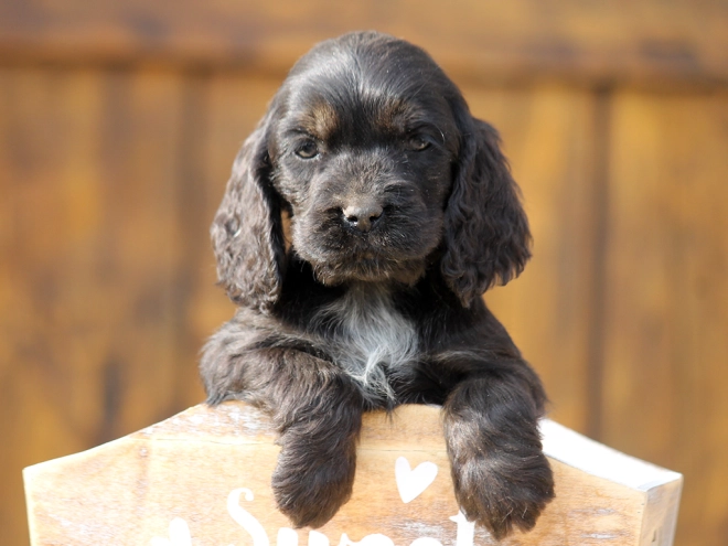 Perros Cocker Spaniel Inglés en venta