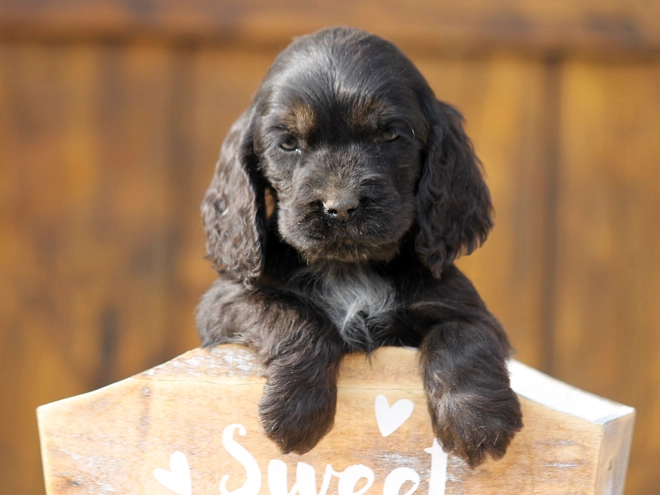 Perros Cocker Spaniel Inglés en venta