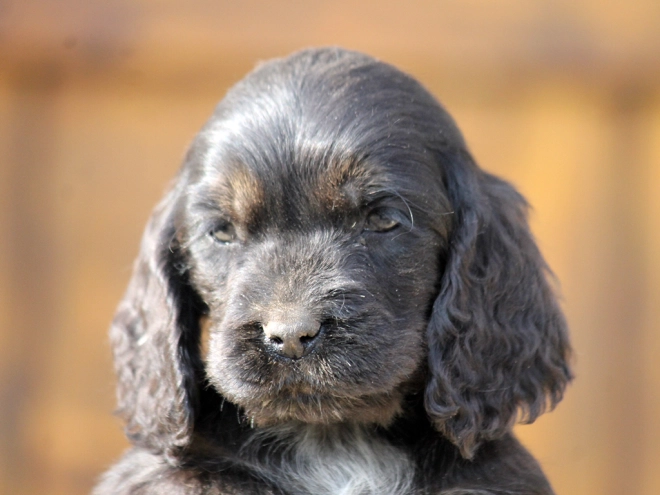 Perros Cocker Spaniel Inglés en venta