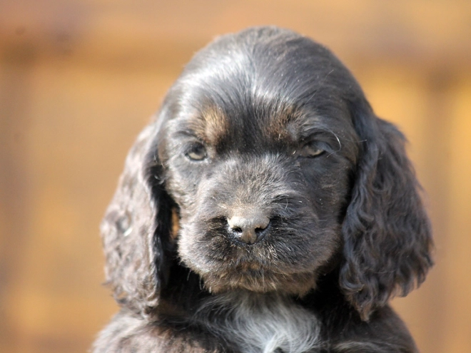 Perros Cocker Spaniel Inglés en venta