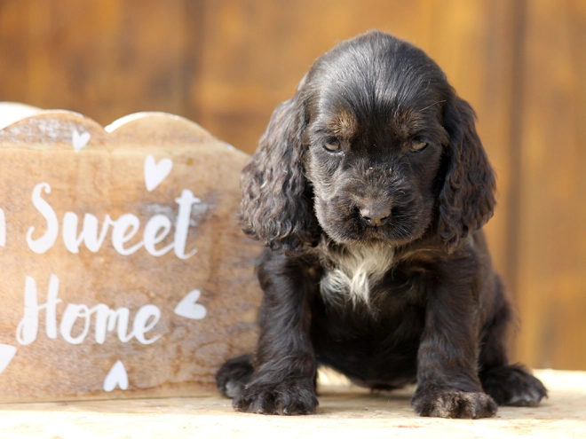 Perros Cocker Spaniel Inglés en venta