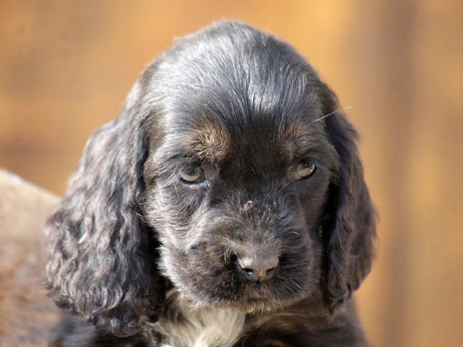 Perros Cocker Spaniel Inglés en venta