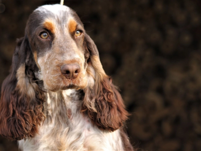 Englischer Cocker Spaniel Welpe zu verkaufen