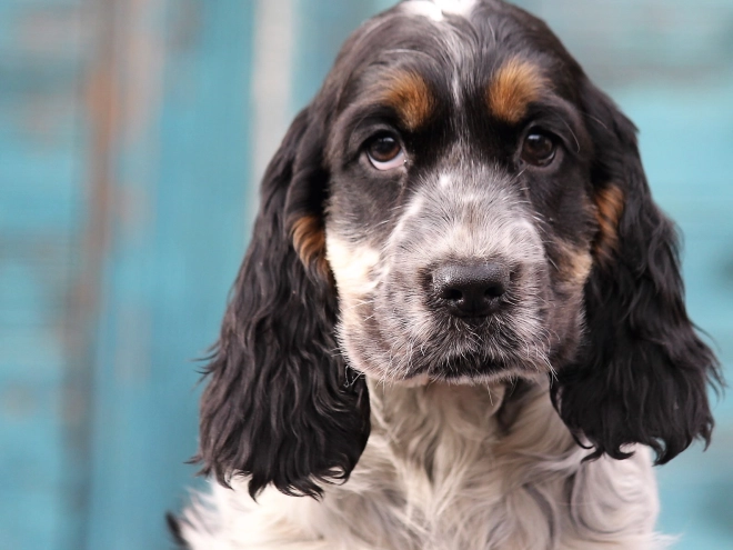 Perros Cocker Spaniel Inglés en venta