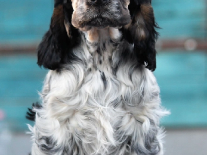 Perros Cocker Spaniel Inglés en venta
