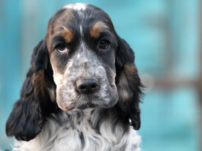 Perros Cocker Spaniel Inglés en venta