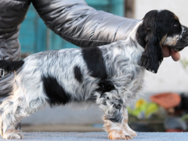 Perros Cocker Spaniel Inglés en venta