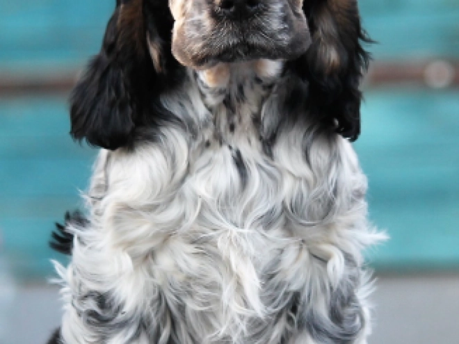 Perros Cocker Spaniel Inglés en venta