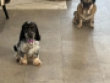 Bonnie - Englischer Cocker Spaniel, EuroPuppy review from Italien