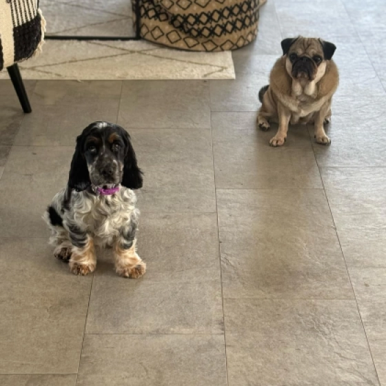 Bonnie - Englischer Cocker Spaniel, EuroPuppy review from Italien