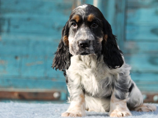 Perros Cocker Spaniel Inglés en venta