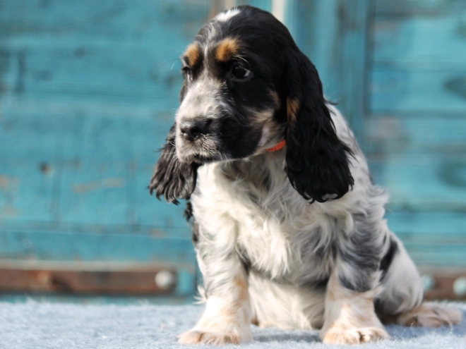 Perros Cocker Spaniel Inglés en venta
