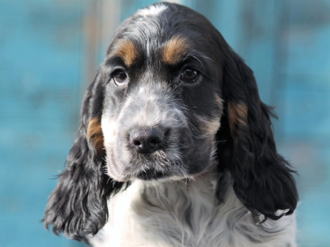Perros Cocker Spaniel Inglés en venta