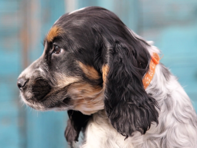 Perros Cocker Spaniel Inglés en venta