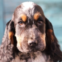 English Cocker Spaniel puppy for sale