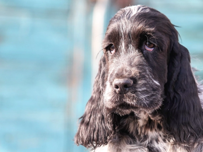 English Cocker Spaniel puppy for sale