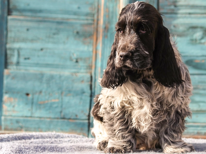 English Cocker Spaniel puppy for sale
