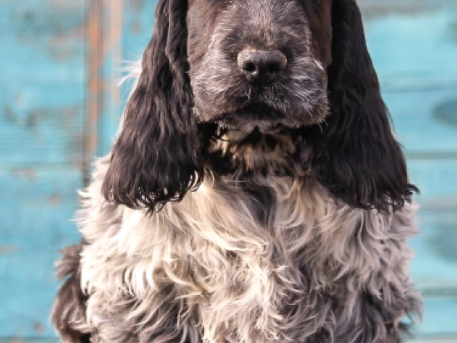 English Cocker Spaniel puppy for sale