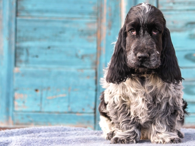English Cocker Spaniel puppy for sale