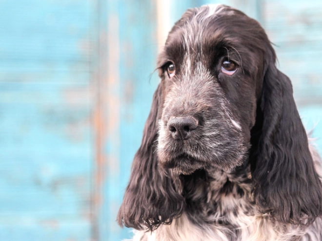 English Cocker Spaniel puppy for sale