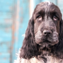English Cocker Spaniel puppy for sale