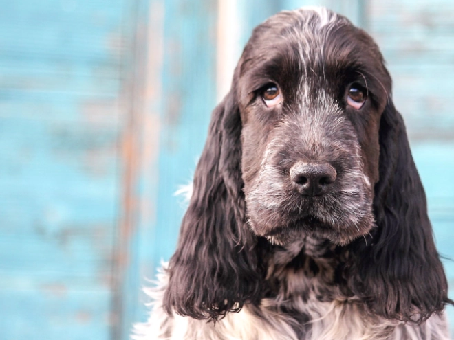 English Cocker Spaniel puppy for sale