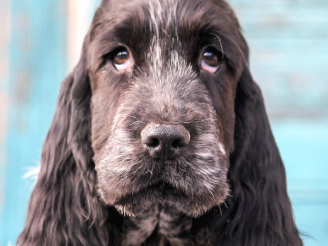 English Cocker Spaniel puppy for sale
