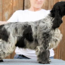 Perros Cocker Spaniel Inglés en venta