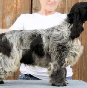English Cocker Spaniel puppy for sale