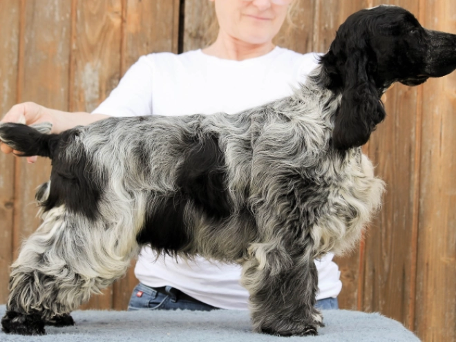 English Cocker Spaniel puppy for sale