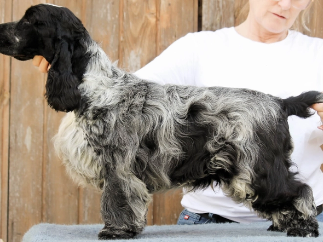 English Cocker Spaniel puppy for sale