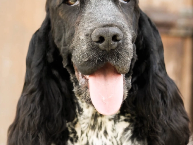 English Cocker Spaniel puppy for sale