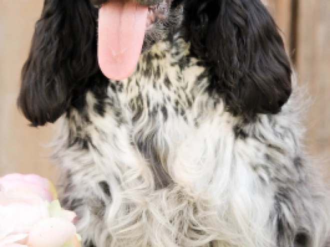 English Cocker Spaniel puppy for sale