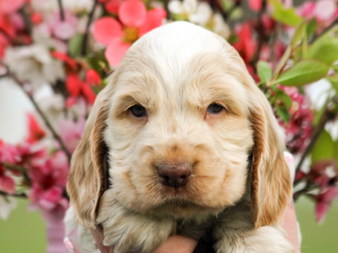 English Cocker Spaniel puppy for sale