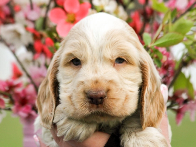 English Cocker Spaniel puppy for sale