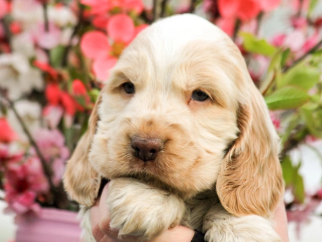 English Cocker Spaniel puppy for sale