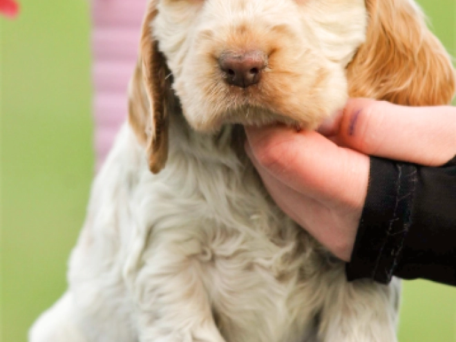 English Cocker Spaniel puppy for sale