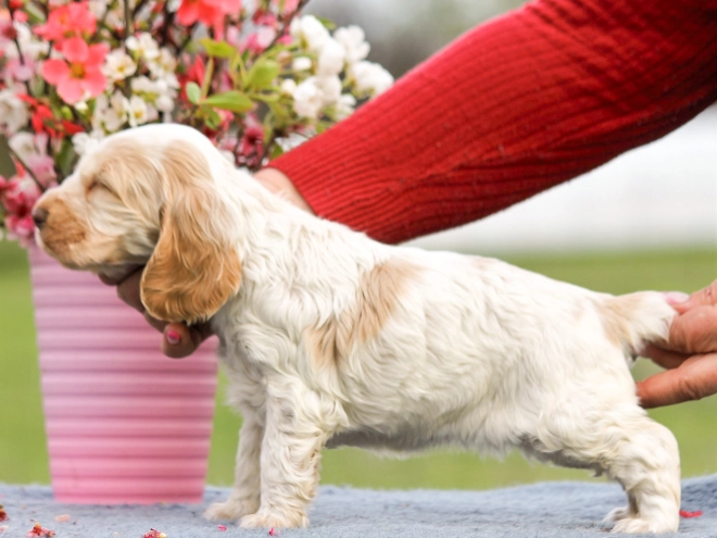 English Cocker Spaniel puppy for sale